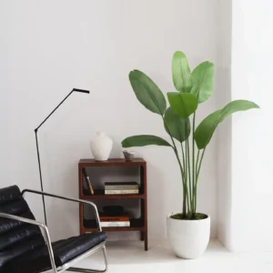 Kunsttaim "Paradiisilinnulill"