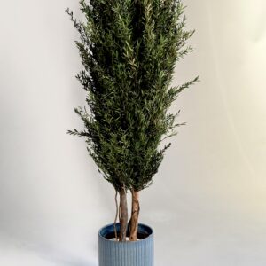 Stabiliseeritud taim  "Lepto tree"