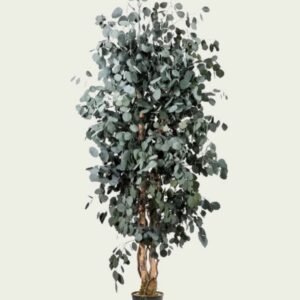 Stabiliseeritud taim "Slim Populus tree"