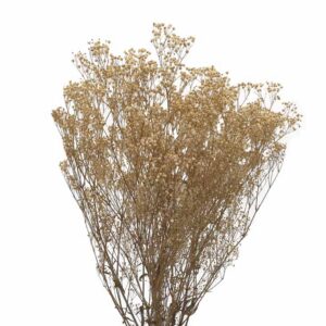 Stabiliseeritud oksad Gypsofila Beež