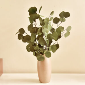 Stabiliseeritud oksad Populus Roheline