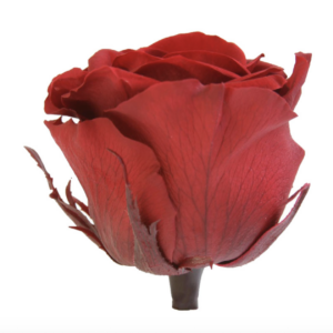 Stabiliseeritud Roos - Burgundia