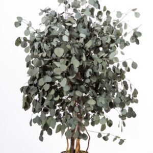 Stabiliseeritud taim "Wide Populus tree"