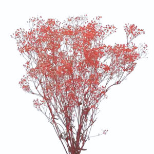 Stabiliseeritud oksad Gypsofila Pastellroosa