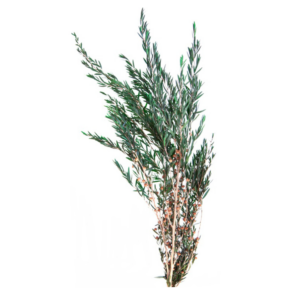 Stabiliseeritud Lungifolia oksad roheline