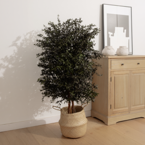 Stabiliseeritud taim "Wide Parvifolia tree"