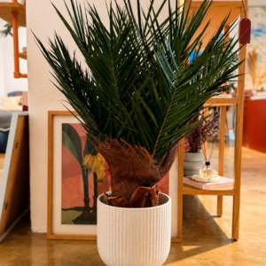 Stabiliseeritud taim "Phoenix Palm tree"