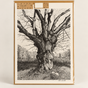 Rimo Lausmaa repro "Tilia" A3